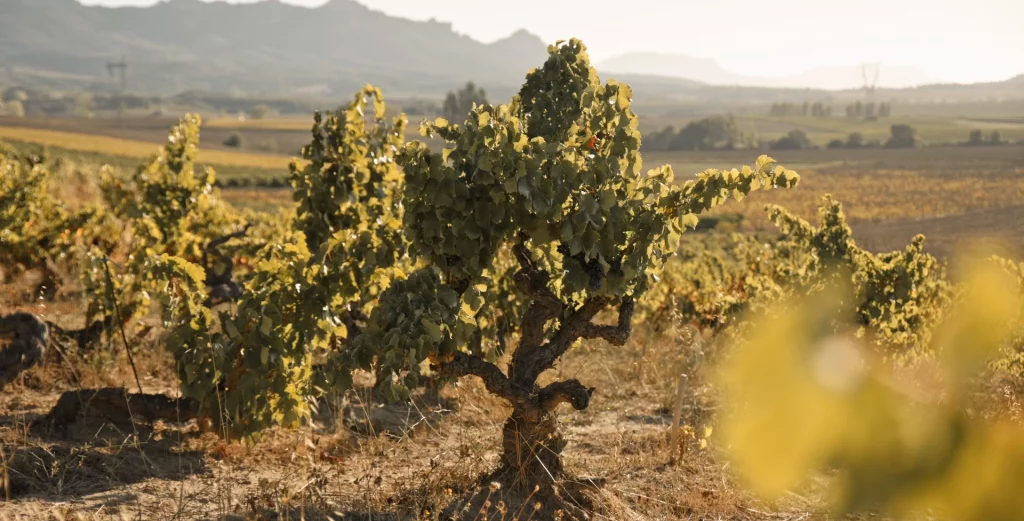 vinedo berta valganon 1